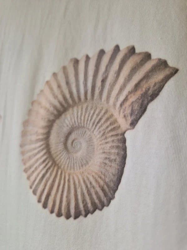 Never Fully Dressed Never fully dressed women's Shell Print Boob Tshirt size M (UK 12-14) BNWT