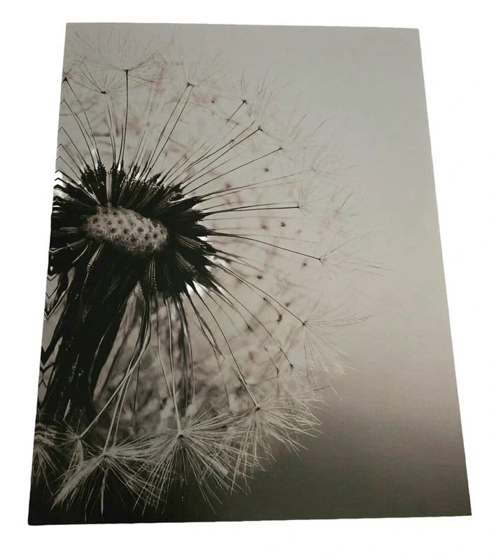 Art Dandilion Wall Art Decor Print 8"x10" - 1